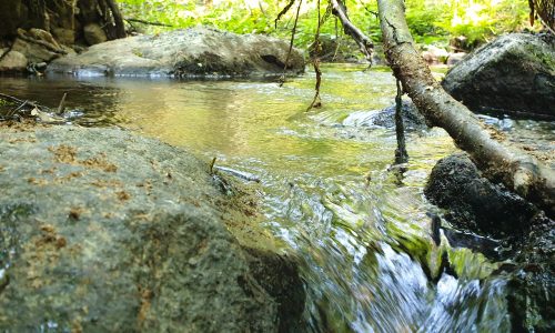 Kuvasssa on metsäpuro