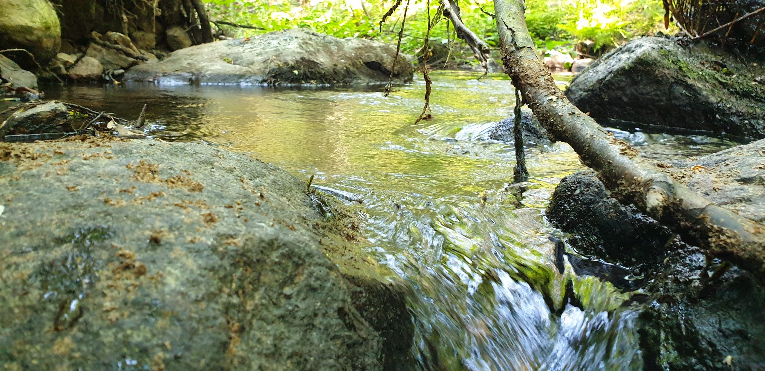 Kuvasssa on metsäpuro