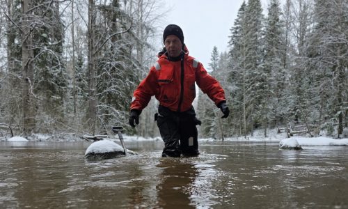 Taimenen mätimunarasioita istuttava henkilö kahlaa joessa.