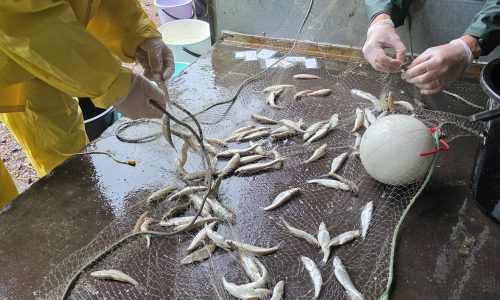 kuvassa irrotetaan kaloja kalaverkosta koeverkkokalastuksen jälkeen