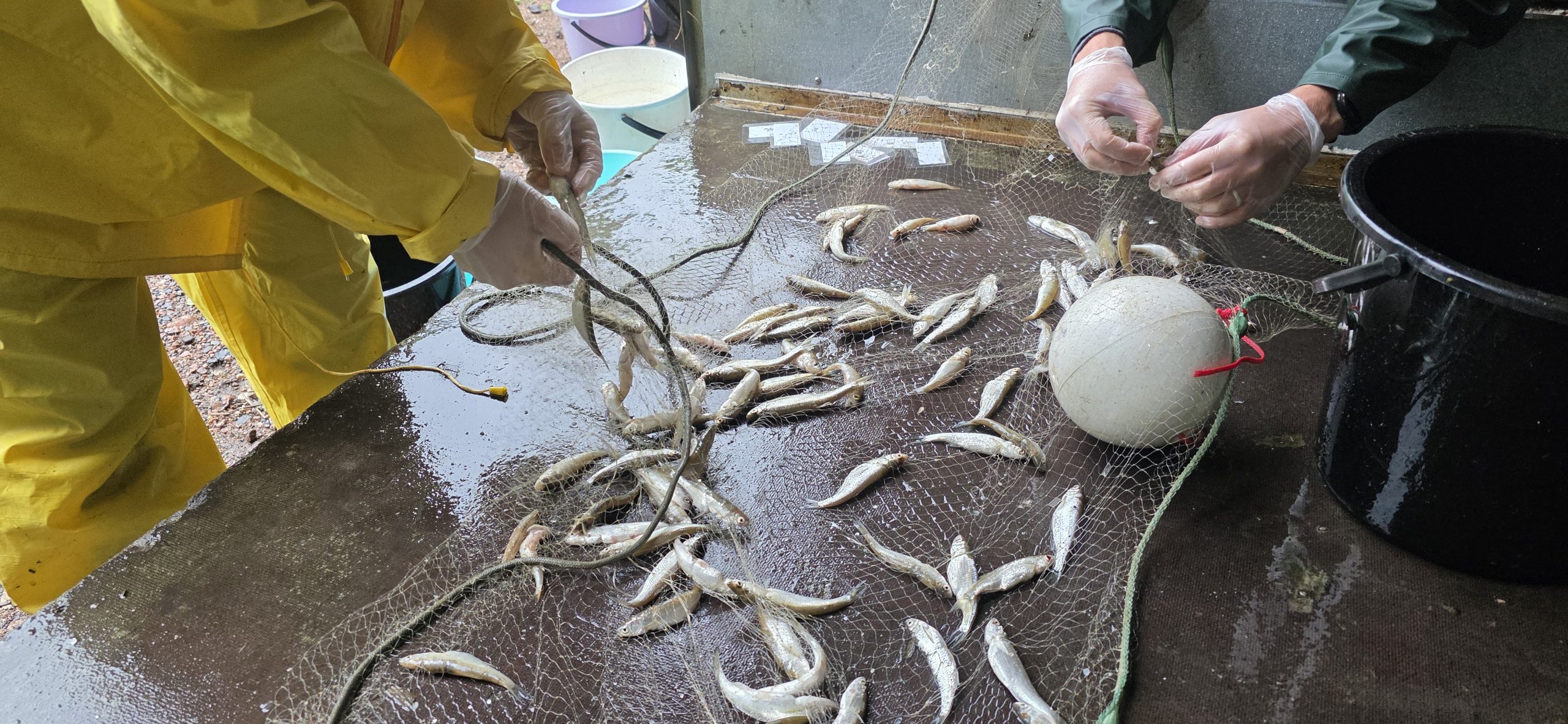 kuvassa irrotetaan kaloja kalaverkosta koeverkkokalastuksen jälkeen