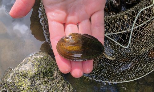 Kuvassa on vuollejokisimpukka (Unio crassus)