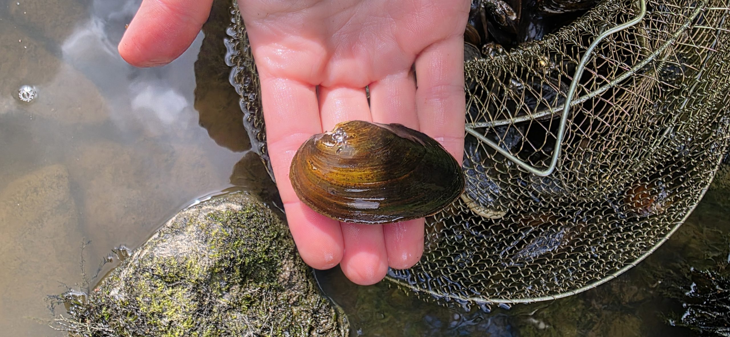 Kuvassa on vuollejokisimpukka (Unio crassus)
