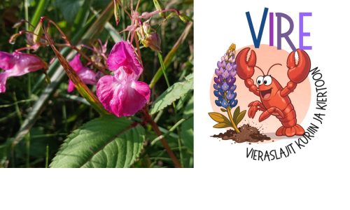 Kuvassa vasemmalla jättipalsami ja oikealla VIRE-hankelogo